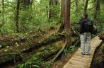 Observando árvore que cresceu sobre o tronco de um antigo Cedro Vermelho, na rain forest da região de Tofino, na British Columbia, no Canadá